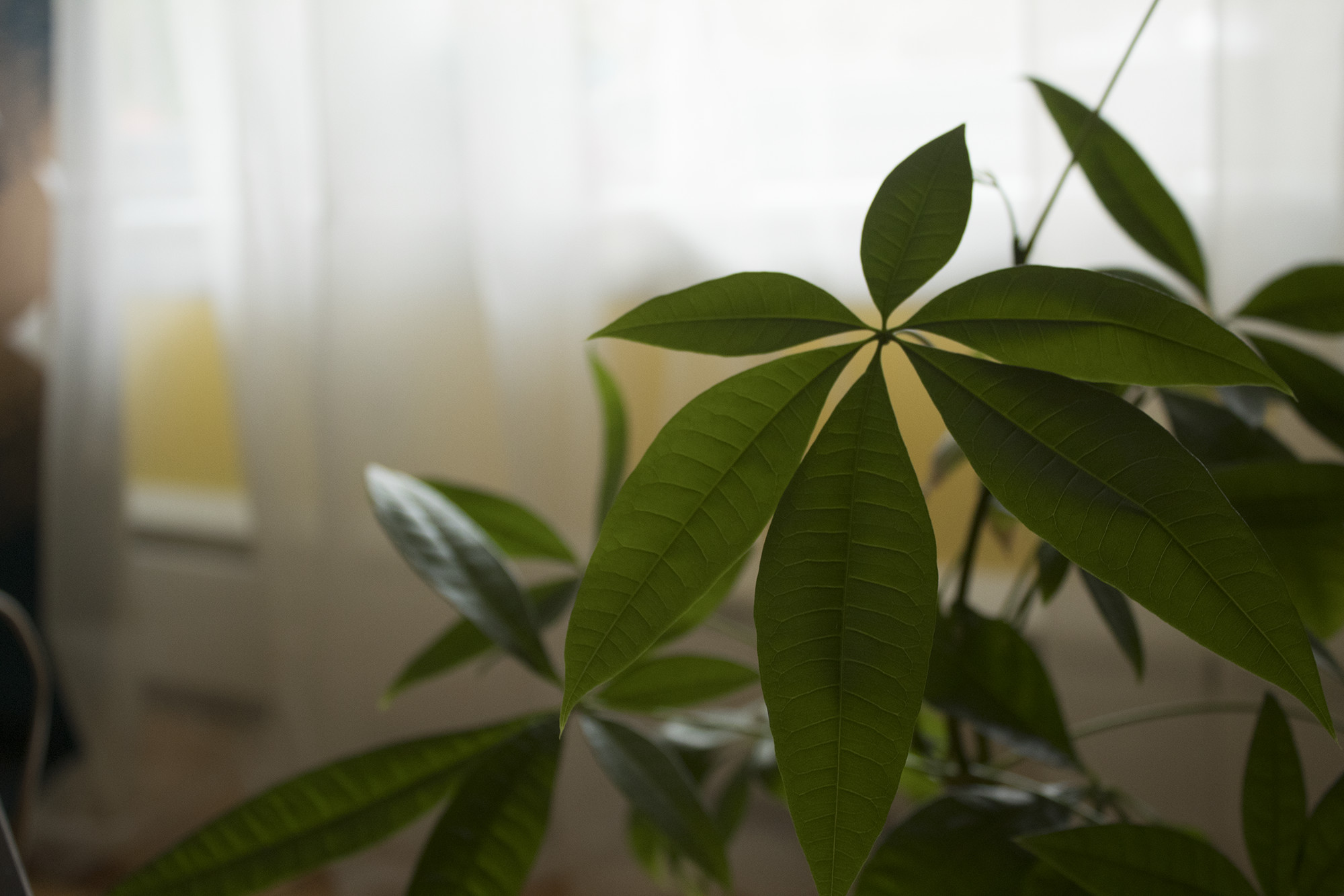 plant with six leaves in focus